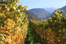 Bozen Herbst Weinreben