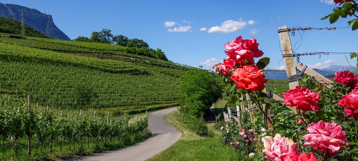 weinberge am barleit weg rosen kaltern kalterersee ebenen